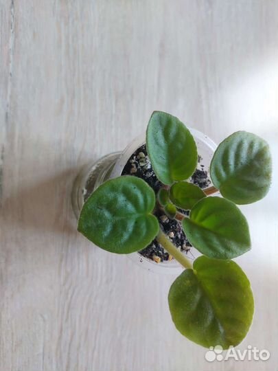 Фиалка Поль Баньян