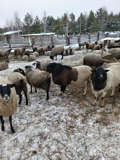 Овцы бараны