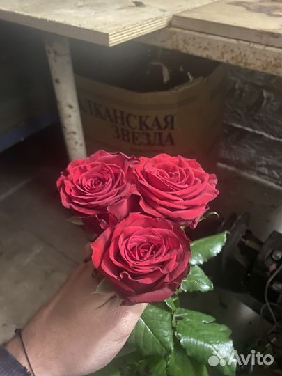 Розы домашние