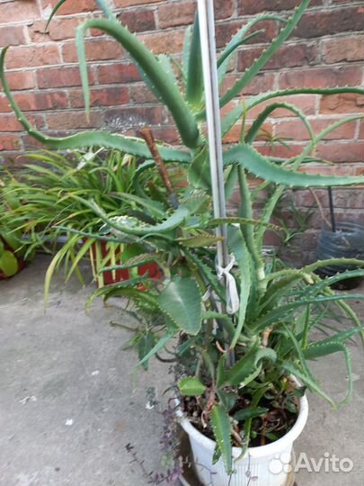 Алоэ лечебный