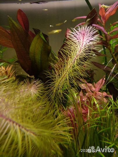 Аквариумные растения в ассортименте