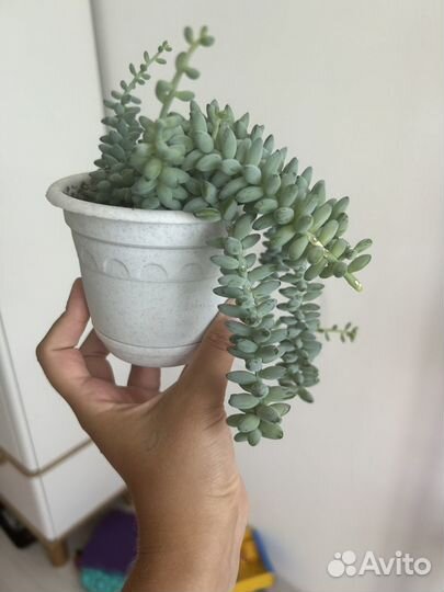 Суккуленты