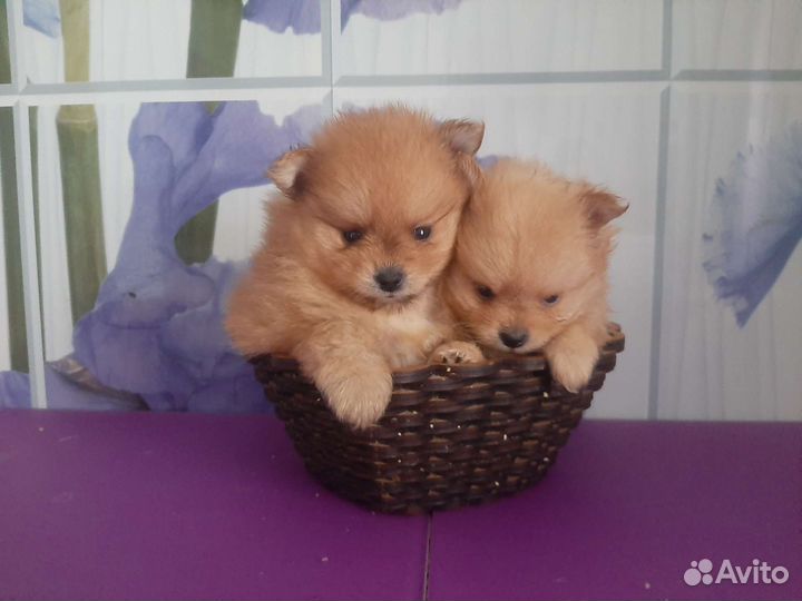 Мини померанский шпиц