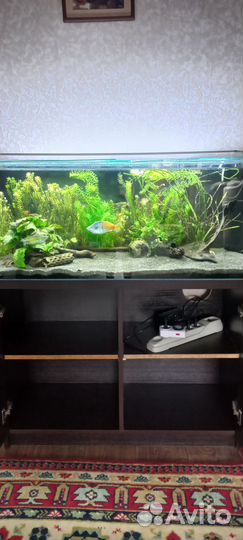Аквариум 160л с тумбой, рыбами и растениями