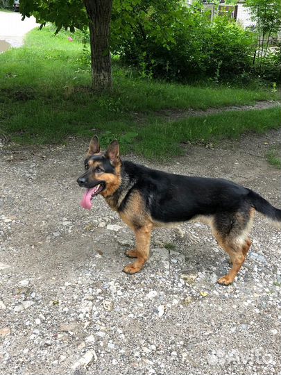 Немецкая овчарка (вязка кобель 6 лет)
