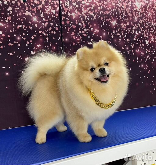 Вязка немецкого шпица