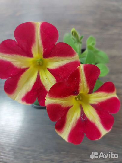 Петуния ампельная рассада