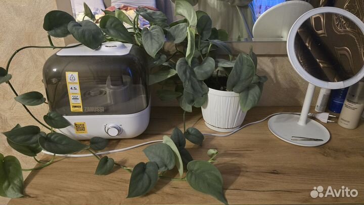 Сциндапсус платину лава