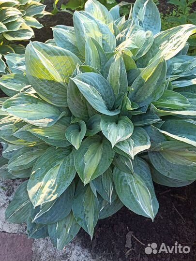 Продаю хосты ирисы лилейники гейхеры