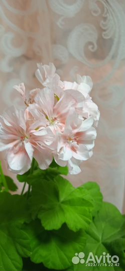 Пеларгония герань сортовая