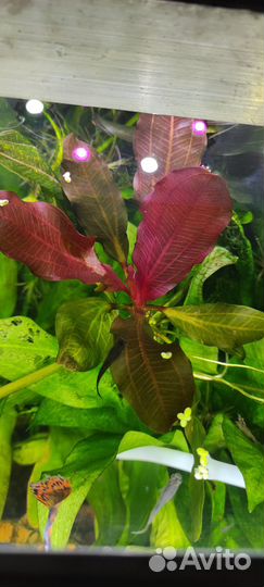 Продам эхинодорусы