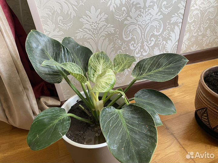 Филодрендрон