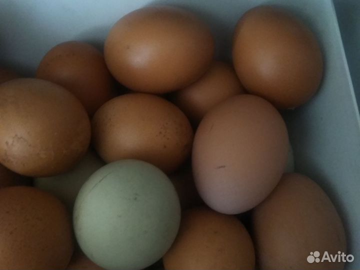 Домашние куриные яйца