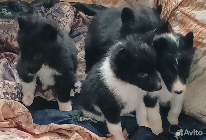 Восточно сибирская лайка