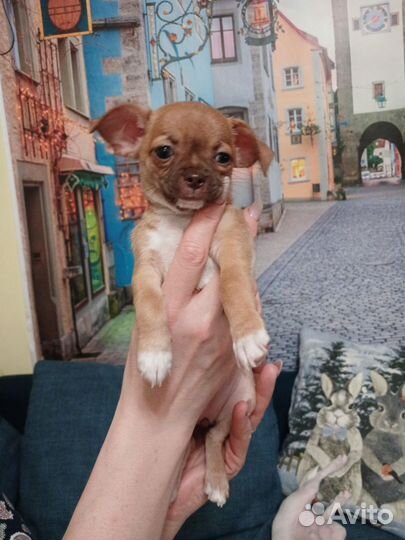 Щенки чихуахуа