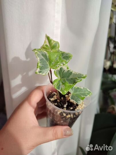 Комнатные цветы