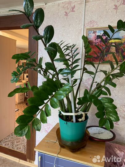 Замиокулькас