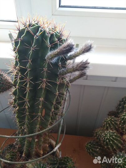 Детки цветущего кактуса Эхинопсис