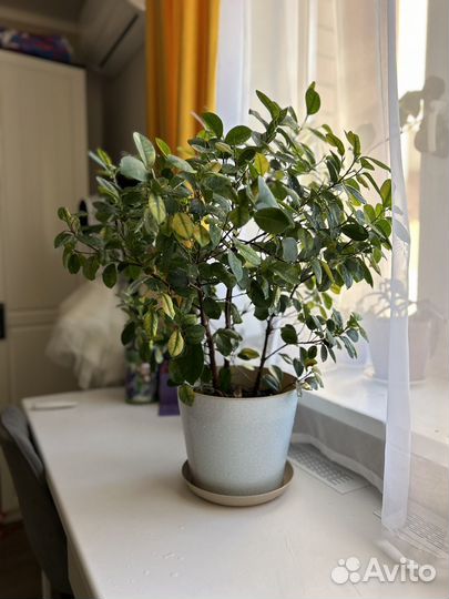 Фикус мокламе