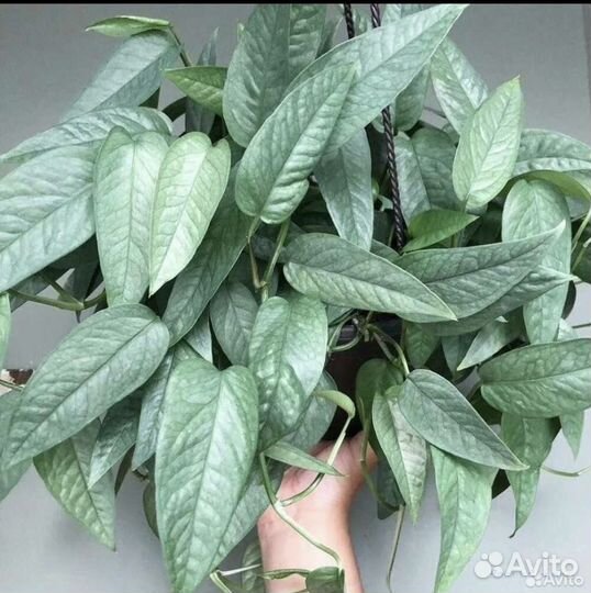 Эпипремнум и Сциндапсус