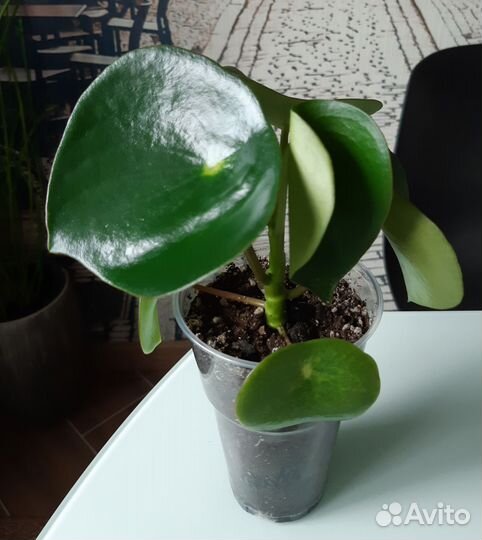 Пеперомия Рейндроп