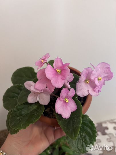 Плющ, фиалка, кофе, крассула, карисса, алоэ