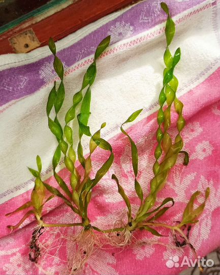 Валлиснерия