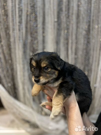 Отдадим девочек порода смесь Бордер Колли