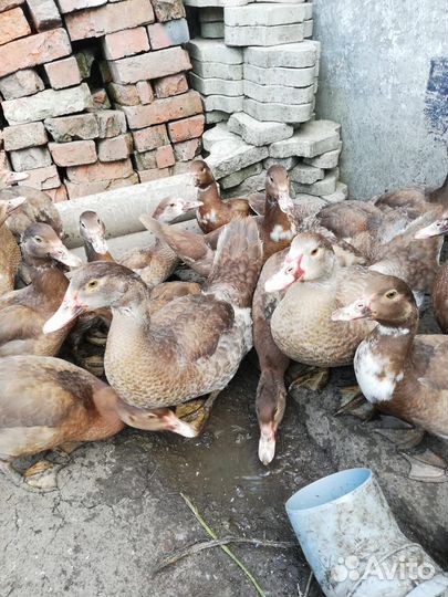 Мускусные утки индоутки 4 месяца