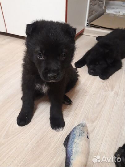 Два крепыша