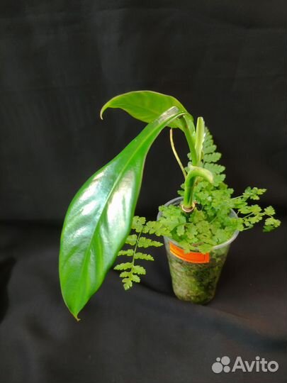 Ароидные вариегатные