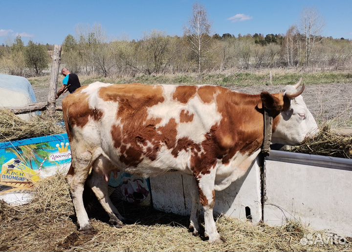 Корова дойная