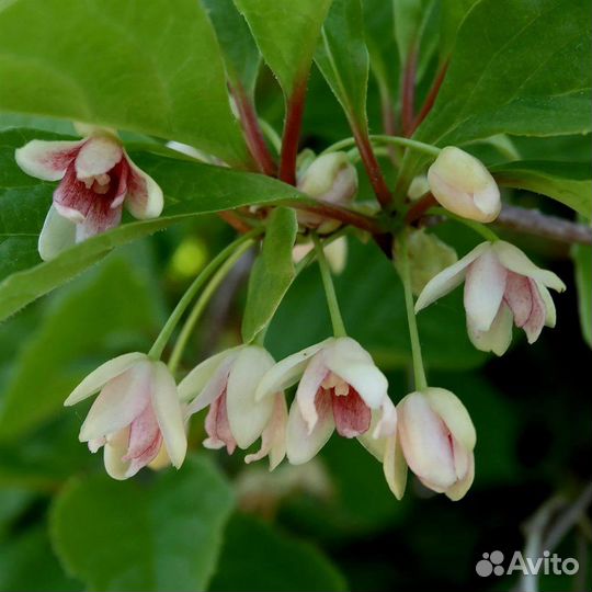 Лимонник китайский, зимостойкая лиана, семена