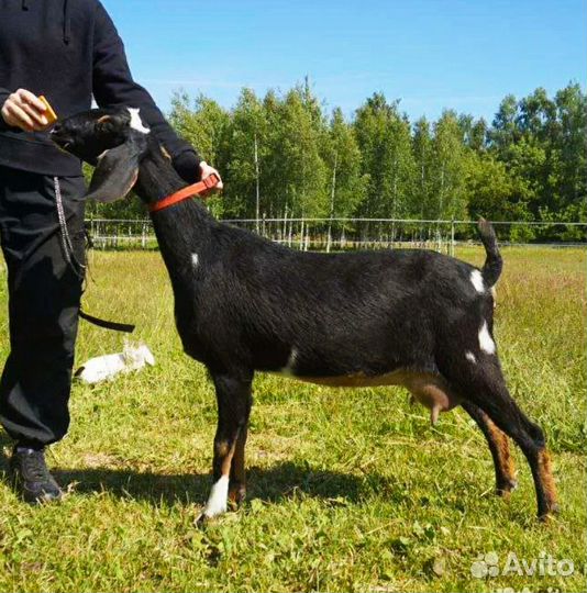 Дойные козы