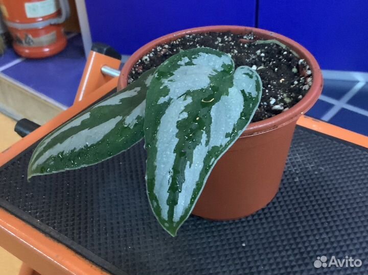 Сциндапсус Дарк Принцесс (Dark Princess)