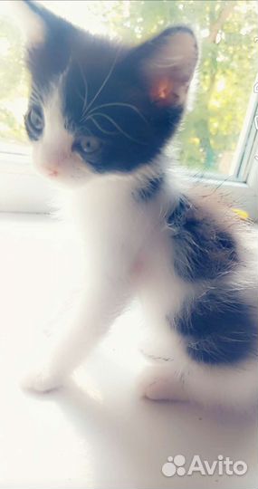 Кошки в добрые руки