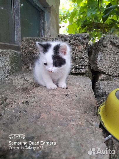 Котята отдам бесплатно