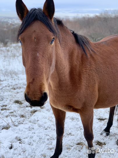 Лошадь кобыла кобылка