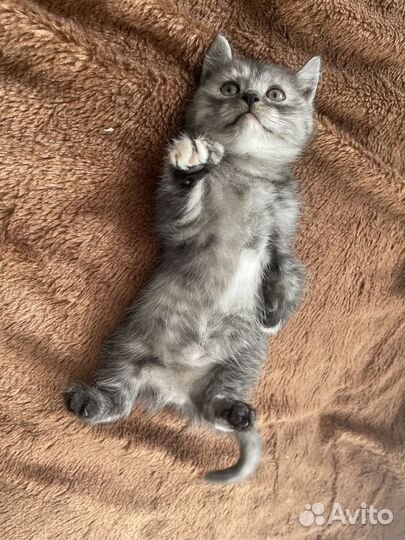 Отдам котёнка (девочка)