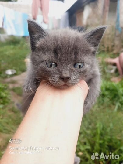 Котята в дар