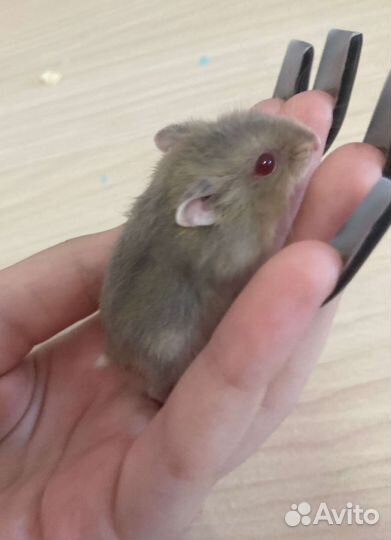 Хомячки джунгарики