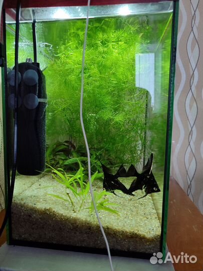 Аквариум