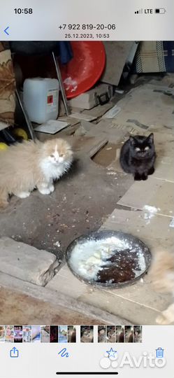 Котята в добрые руки даром бесплатно