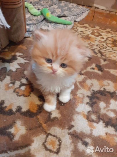 Котята персы