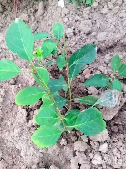 Садовые кустарники