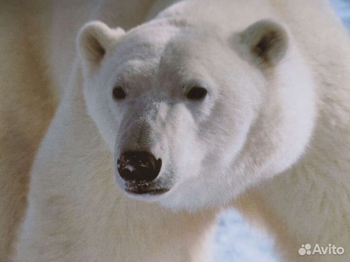 Книга о животных интересная