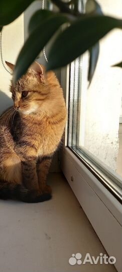 Кошки