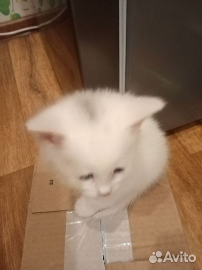 Сибирские котята
