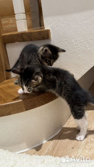 Домашние котята