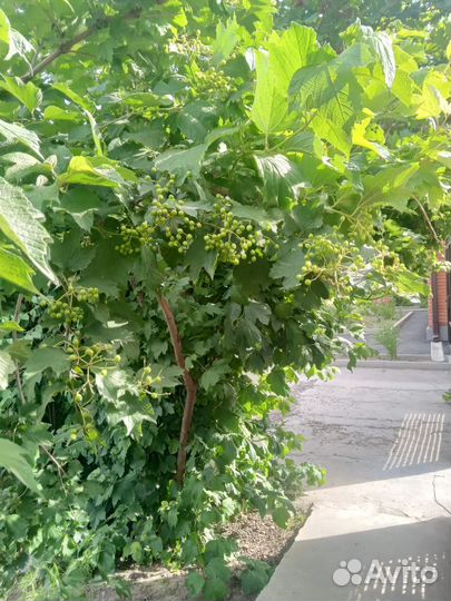 Кусты калины